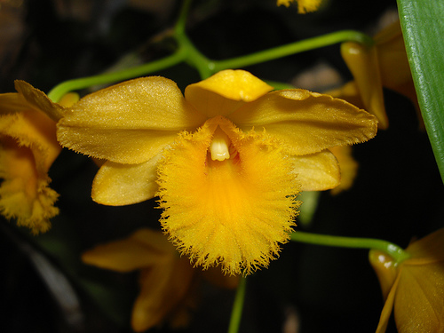 Dendrobium fimbriatum 1