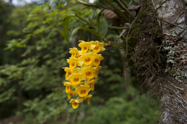 Dendrobium fimbriatum 3