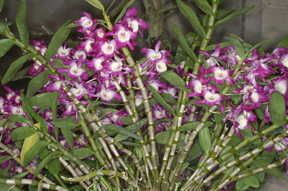 Dendrobium nobile 1
