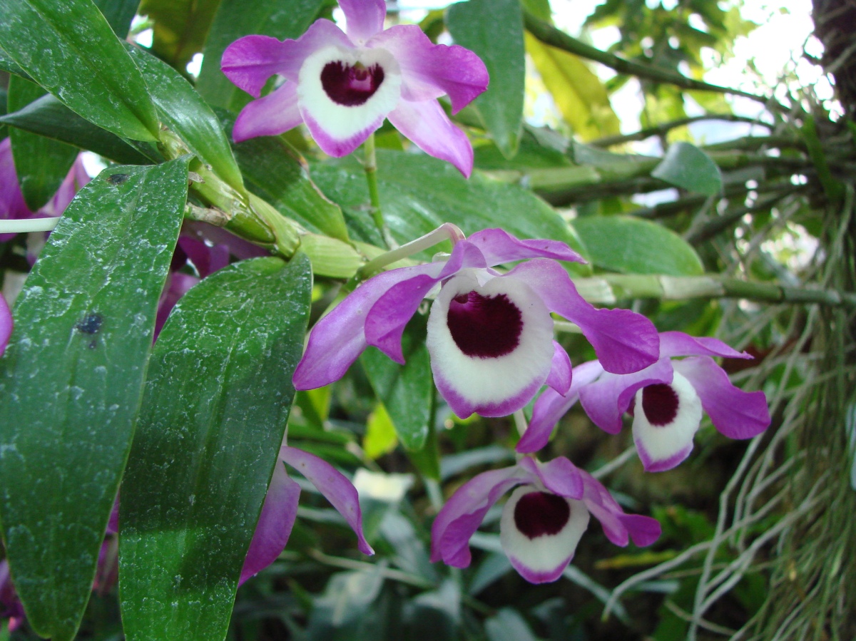 Dendrobium nobile | Orquídeas Encanto e paixão