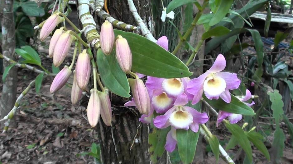Dendrobium nobile 4