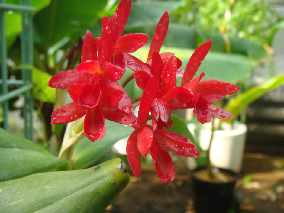 Guarianthe aurantiaca | Orquídeas Encanto e paixão