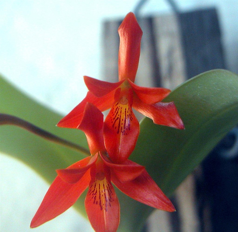 Guarianthe aurantiaca | Orquídeas Encanto e paixão