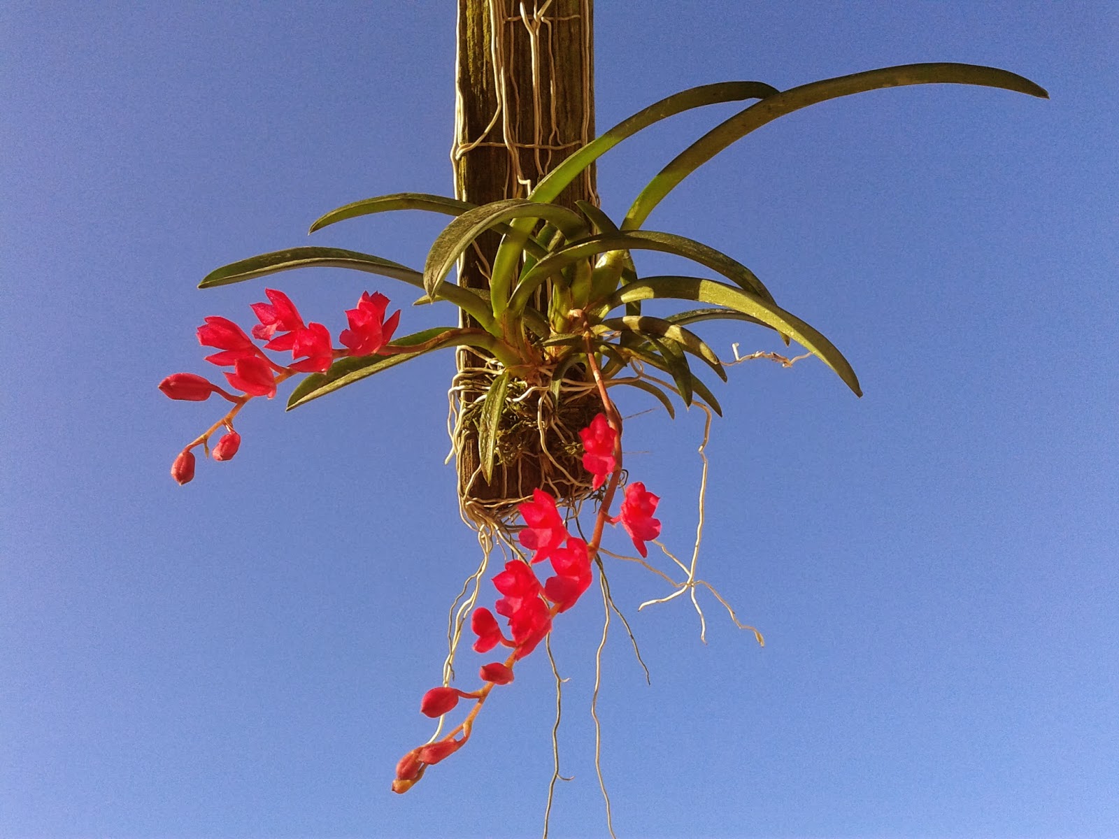 Rodriguezia lanceolata | Orquídeas Encanto e paixão