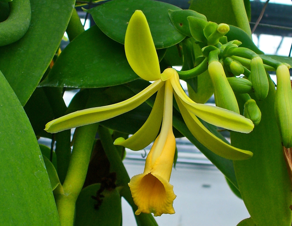 Vanilla planifolia | Orquídeas Encanto e paixão