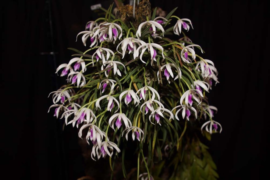 Leptotes bicolor | Orquídeas Encanto e paixão