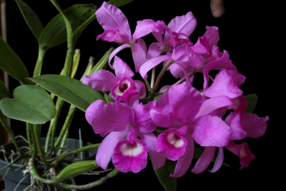 Guarianthe skinneri | Orquídeas Encanto e paixão