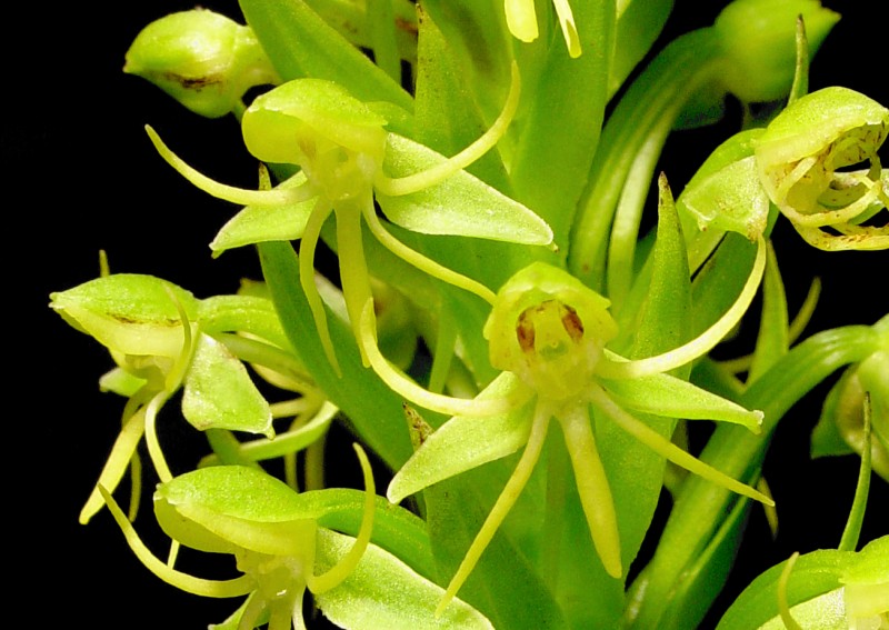Habenaria repens | Orquídeas Encanto e paixão