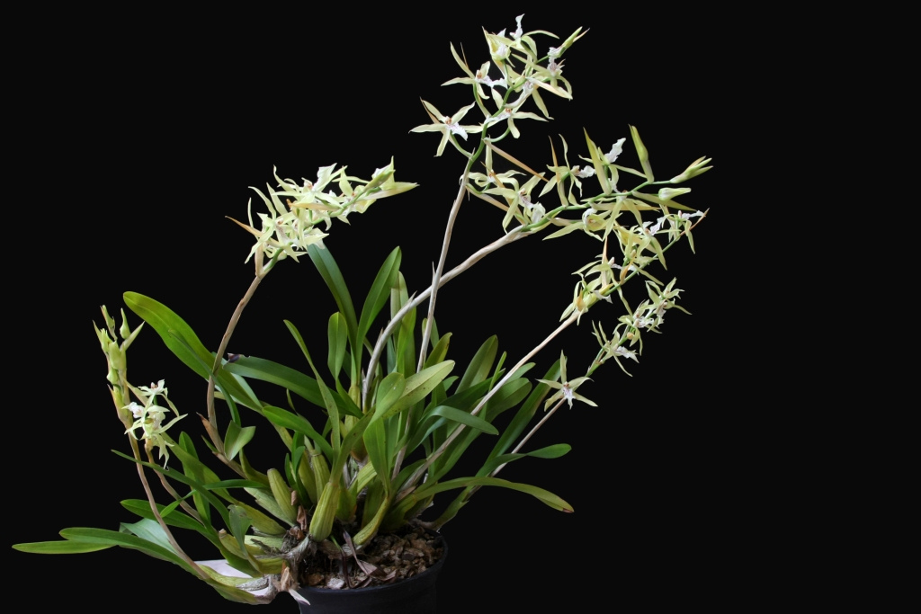 Miltonia flavescens | Orquídeas Encanto e paixão