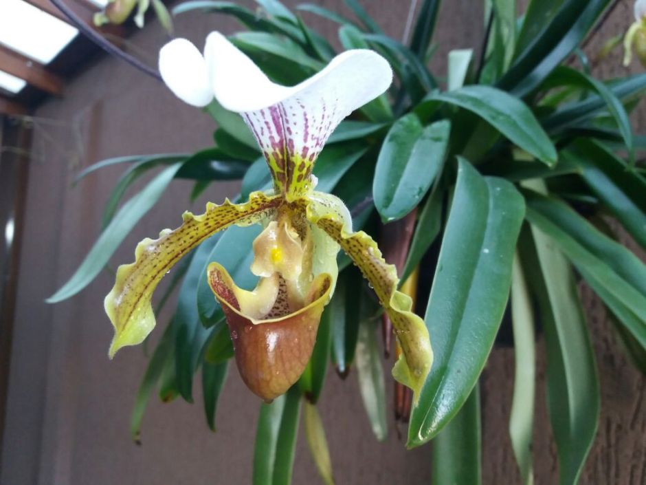 Paphiopedilum Leeanum | Orquídeas Encanto e paixão