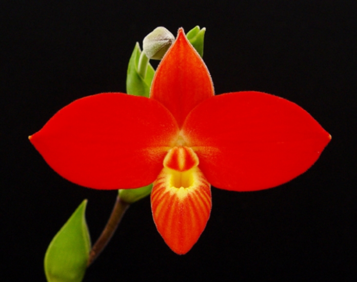 Phragmipedium besseae | Orquídeas Encanto e paixão