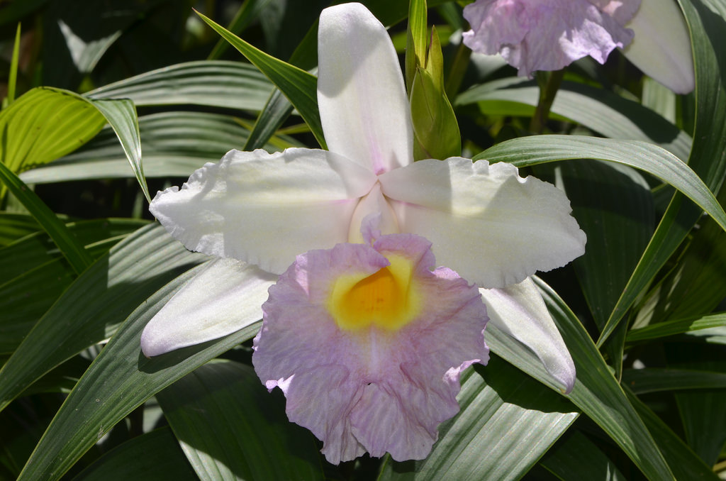 Sobralia Mirabilis | Orquídeas Encanto e paixão