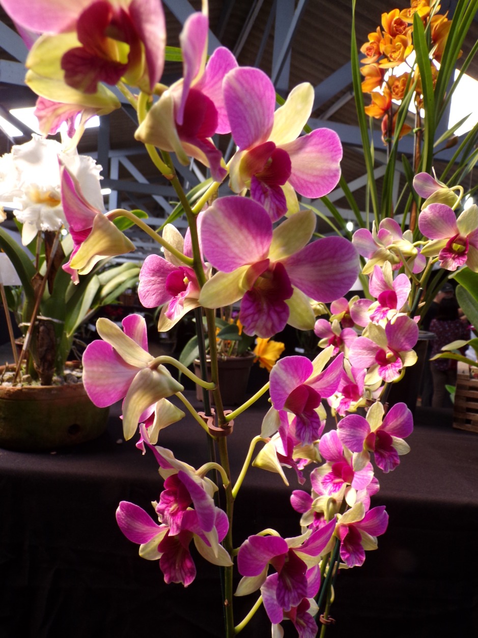 Denphal | Orquídeas Encanto e paixão