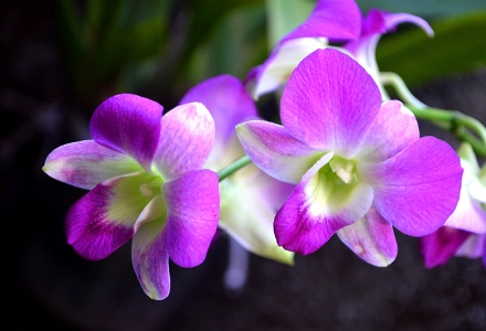 Denphalen | Orquídeas Encanto e paixão