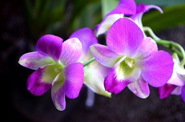 Denphal | Orquídeas Encanto e paixão
