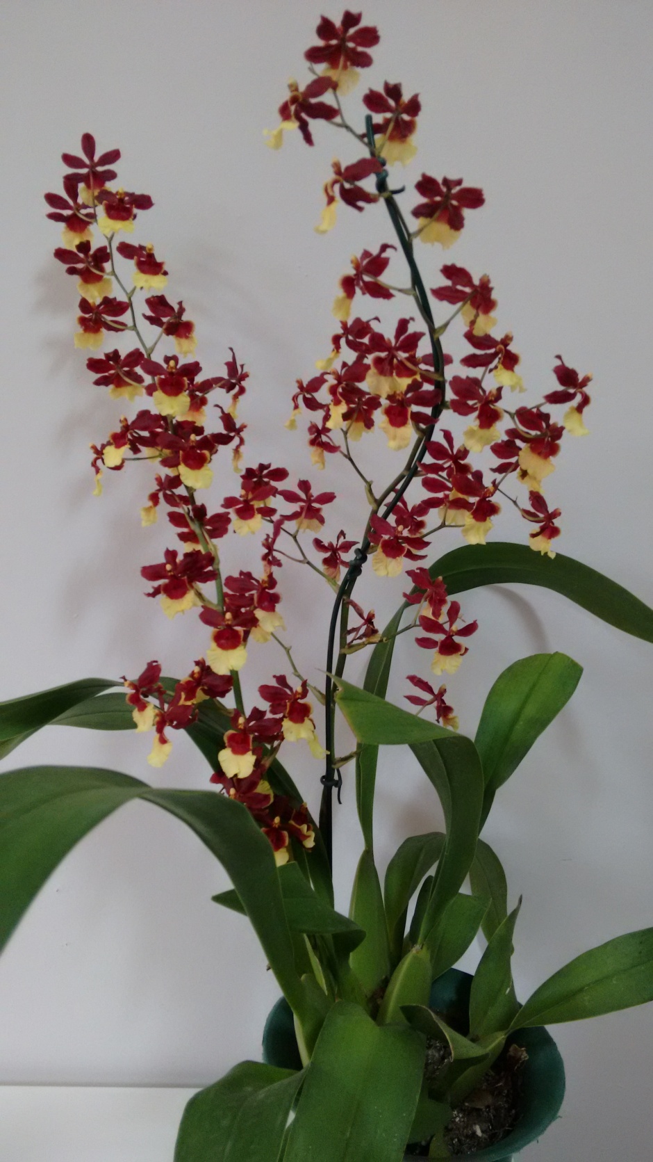 Oncidium Volcano | Orquídeas Encanto e paixão