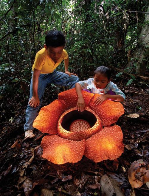 Resultado de imagem para Rafflesia hasselti