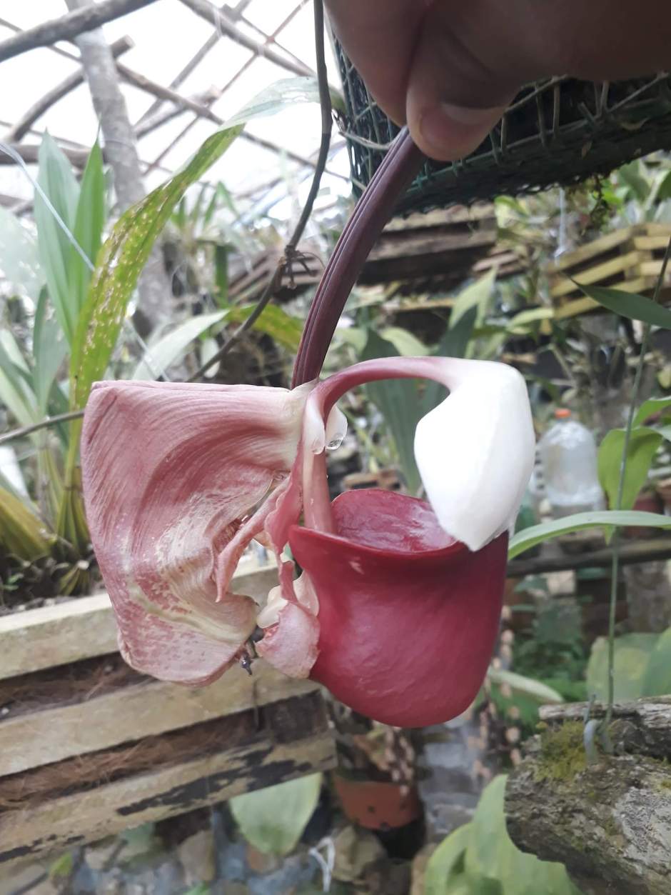 Coryanthes leucocorys | Orquídeas Encanto e paixão