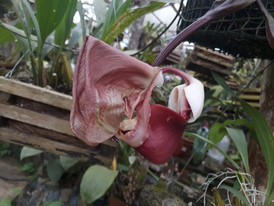 Coryanthes leucocorys - Orquideas San Miguel - Equador - set2018 3