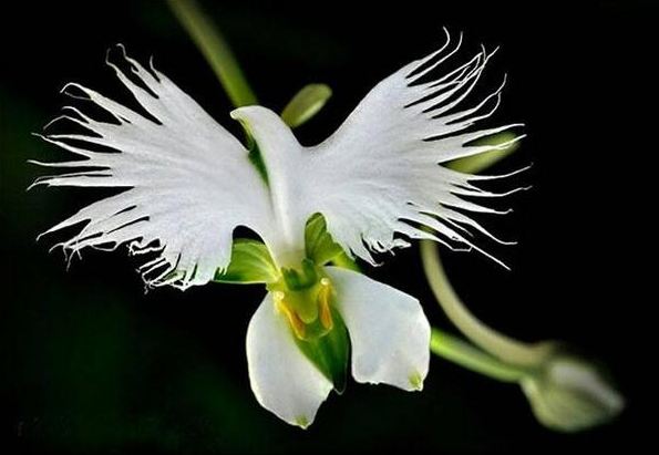 Habenaria radiata | Orquídeas Encanto e paixão
