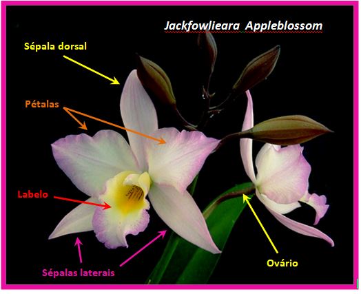 Jackfowlieara Appleblossom - flor JPG