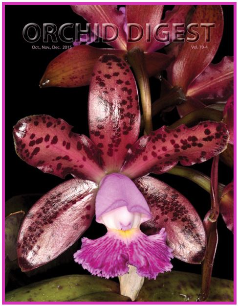 Jackfowlieara Appleblossom - Orchid Digest JPG