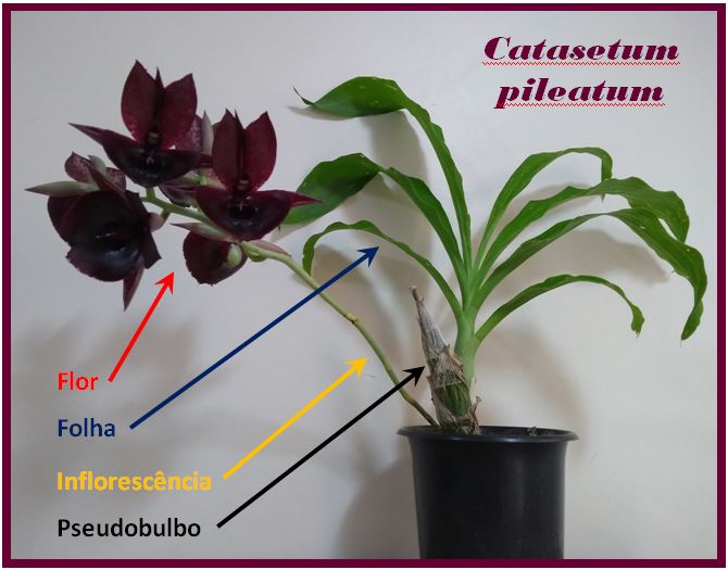 Catasetum saccatum | Orquídeas Encanto e paixão