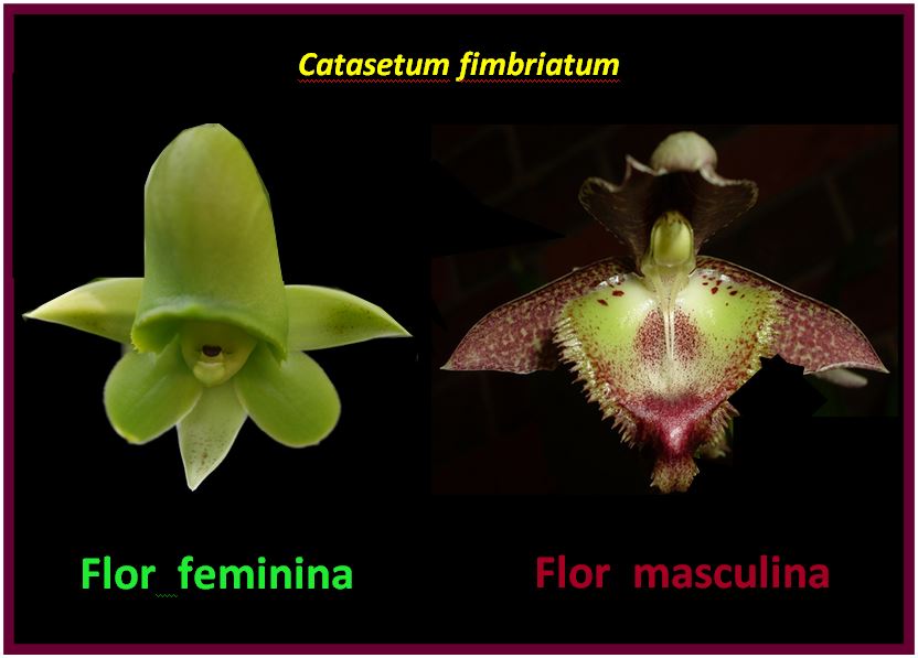 Catasetum saccatum - masculino e feminino JPG