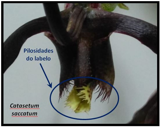 Catasetum saccatum - pilosidades JPG
