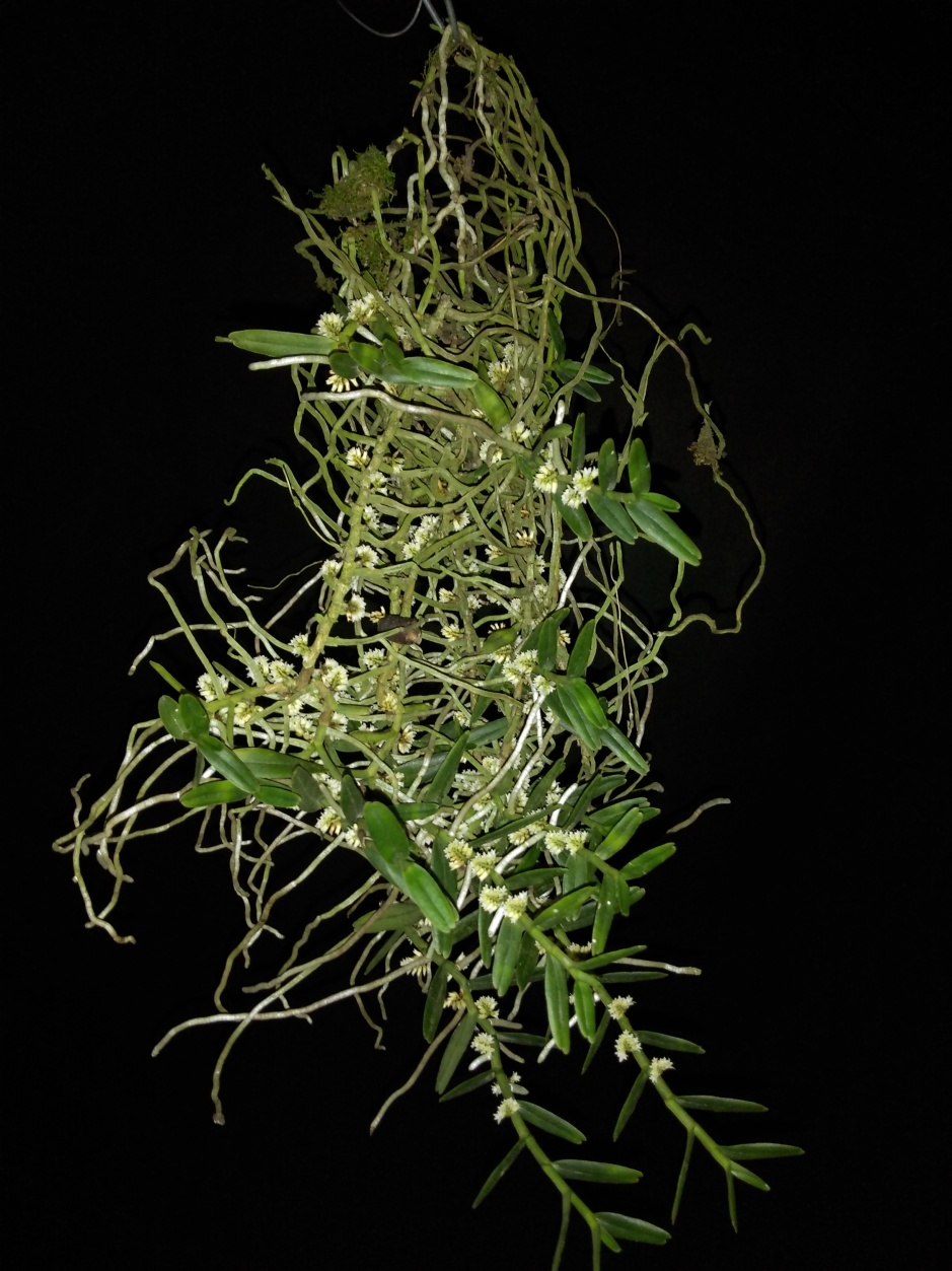 Campylocentrum aromaticum - mai2019 (1)