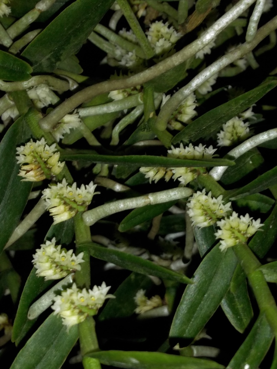 Campylocentrum aromaticum - mai2019 (3)