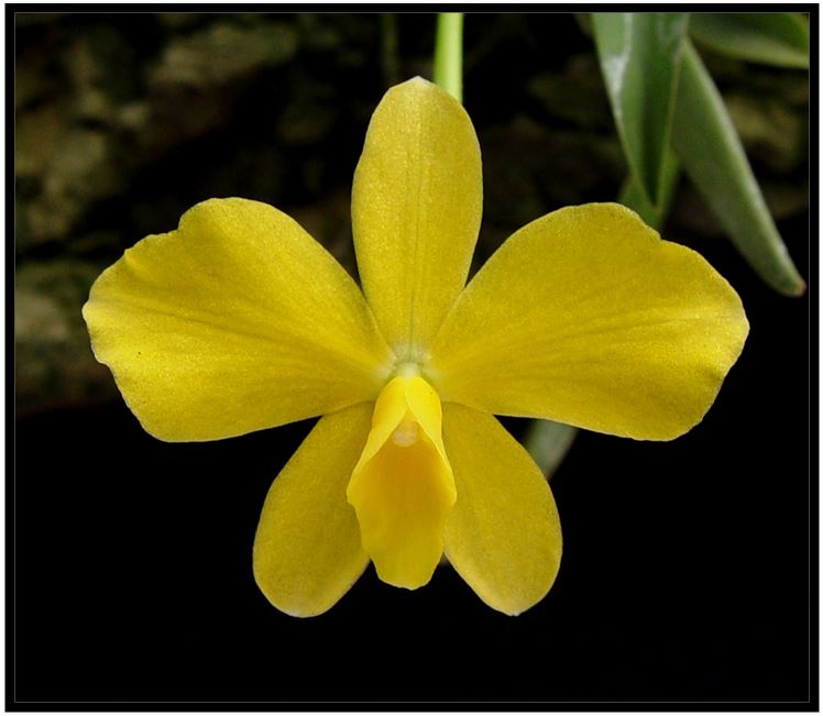 Sophronitis coccinea | Orquídeas Encanto e paixão