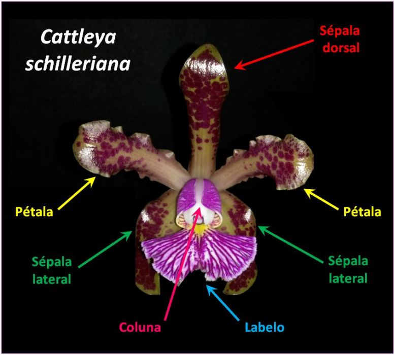 Cattleya schilleriana - flor JPG