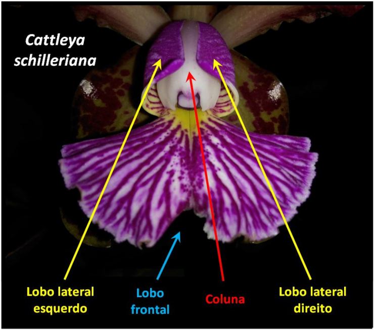 Cattleya schilleriana - labelo JPG