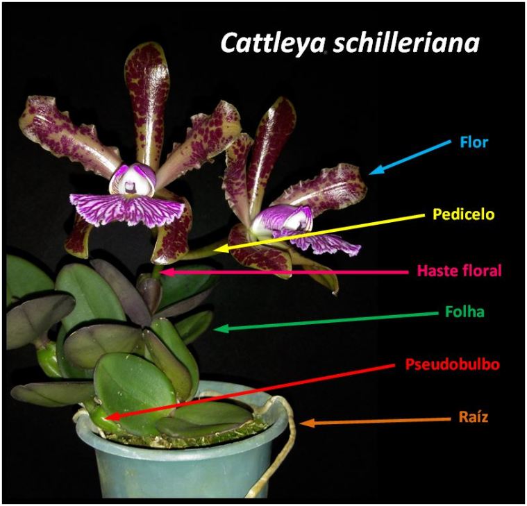 Cattleya schilleriana - planta JPG
