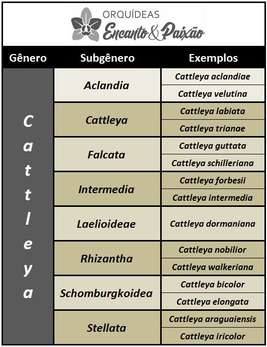 Cattleya schilleriana - subgeneros JPG