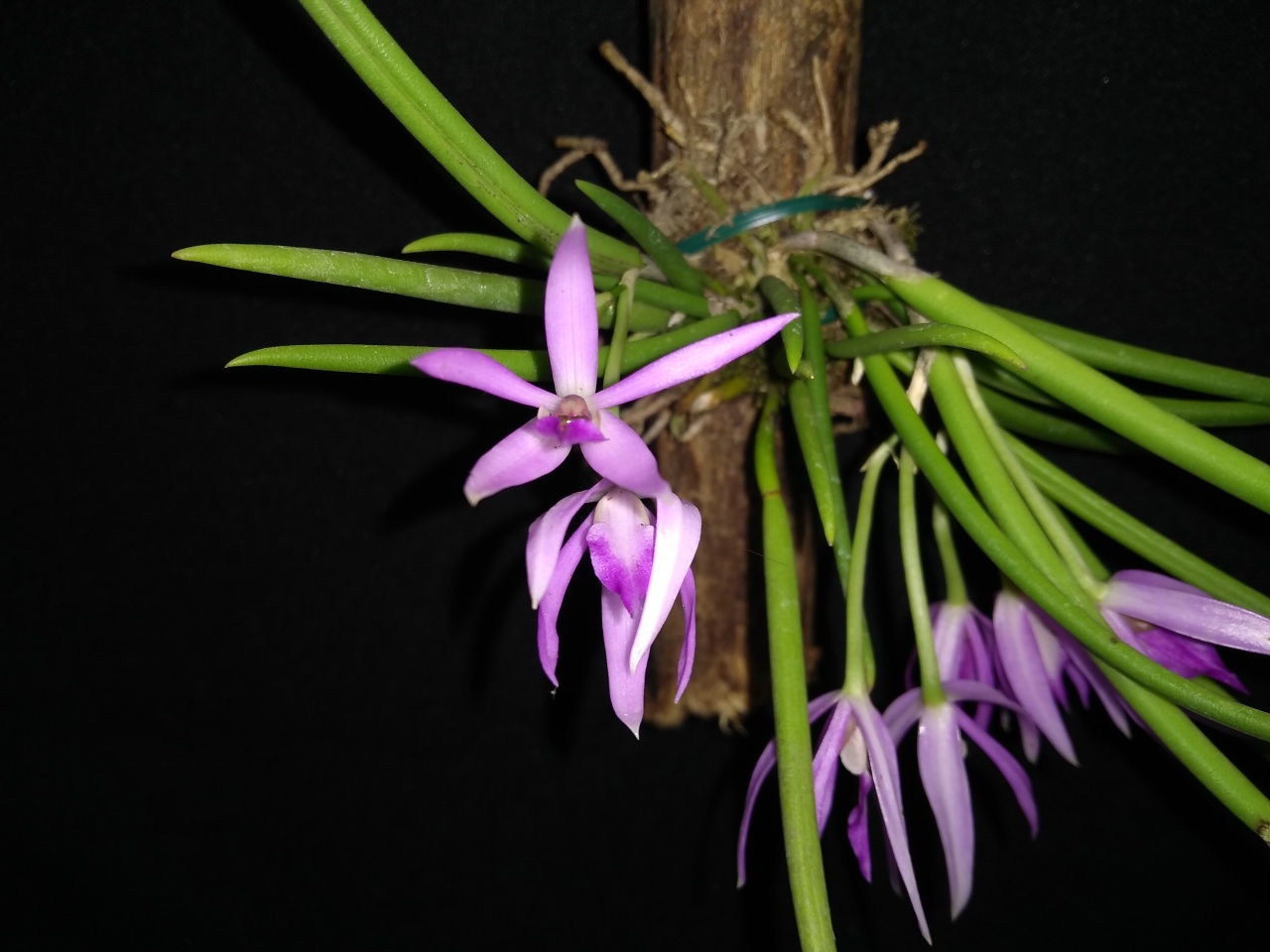 Leptotes pohlitinocoi | Orquídeas Encanto e paixão