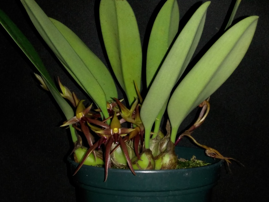Bulbophyllum nymphopolitanum (2)