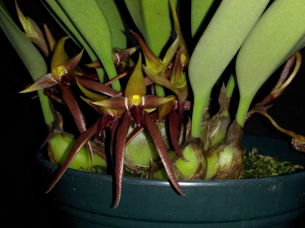 Bulbophyllum nymphopolitanum | Orquídeas Encanto e paixão