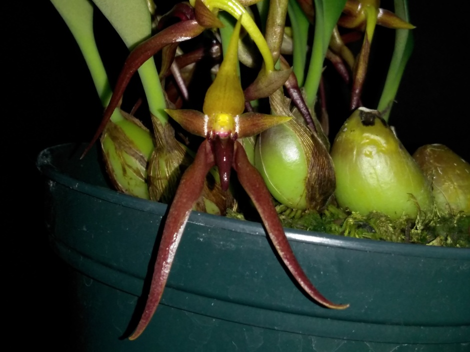 Bulbophyllum nymphopolitanum (5)