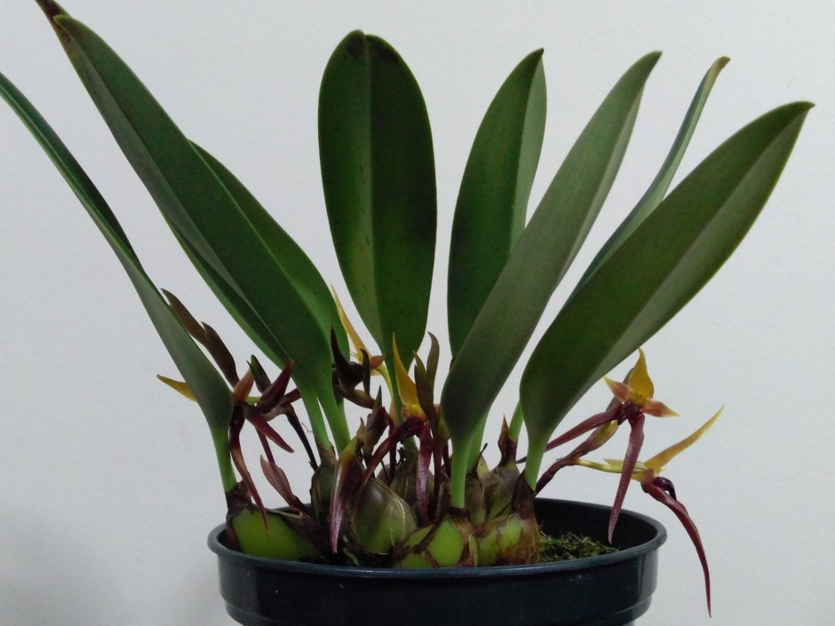 Bulbophyllum nymphopolitanum (7)