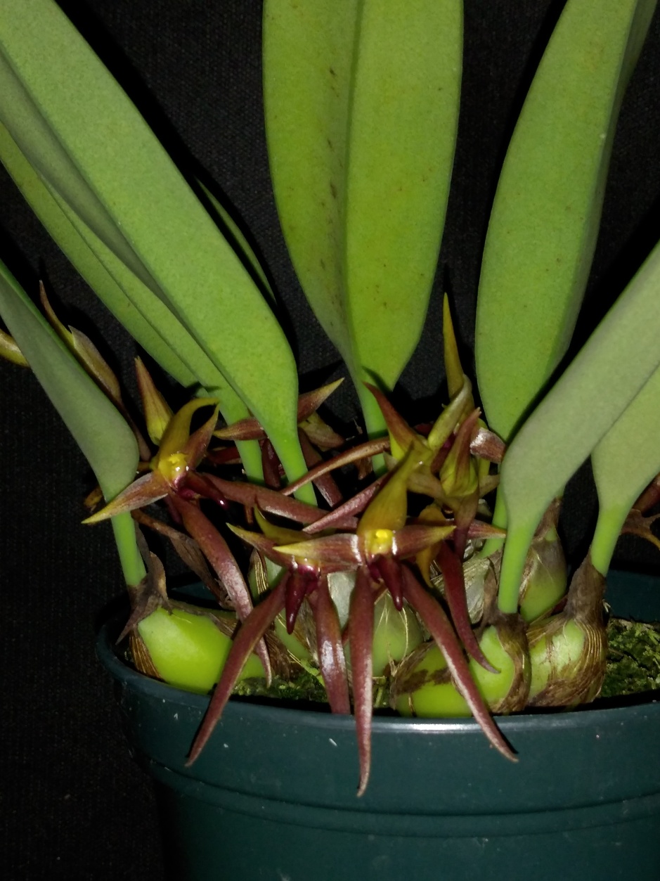 Bulbophyllum nymphopolitanum (9)