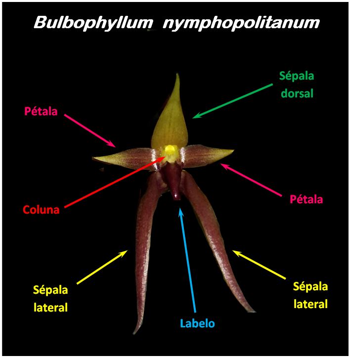 Bulbophyllum nymphopolitanum - flor JPG