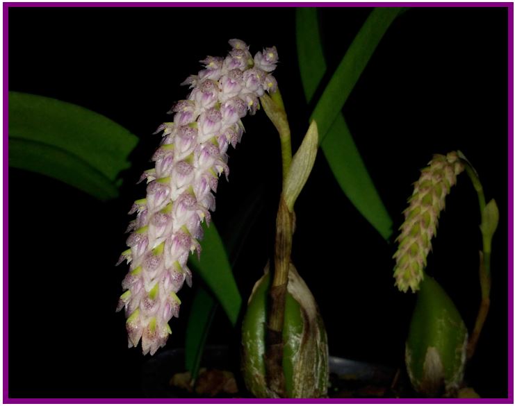 Bulbophyllum nymphopolitanum - inflorescências 2