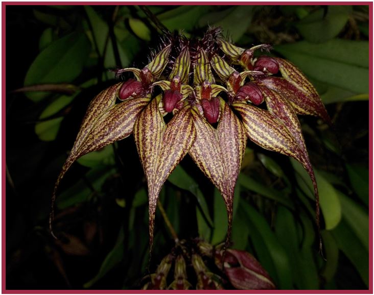 Bulbophyllum nymphopolitanum - inflorescências 3