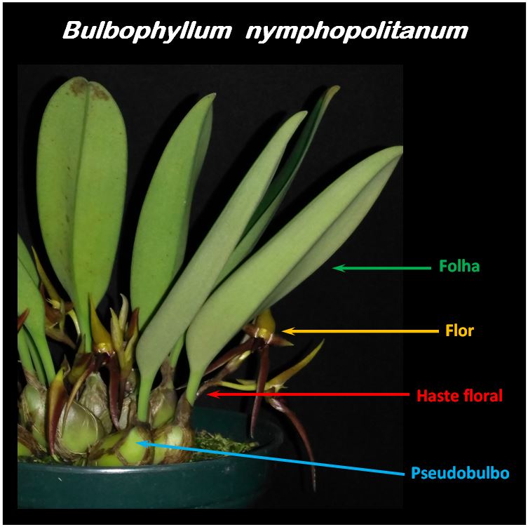 Bulbophyllum nymphopolitanum - planta JPG