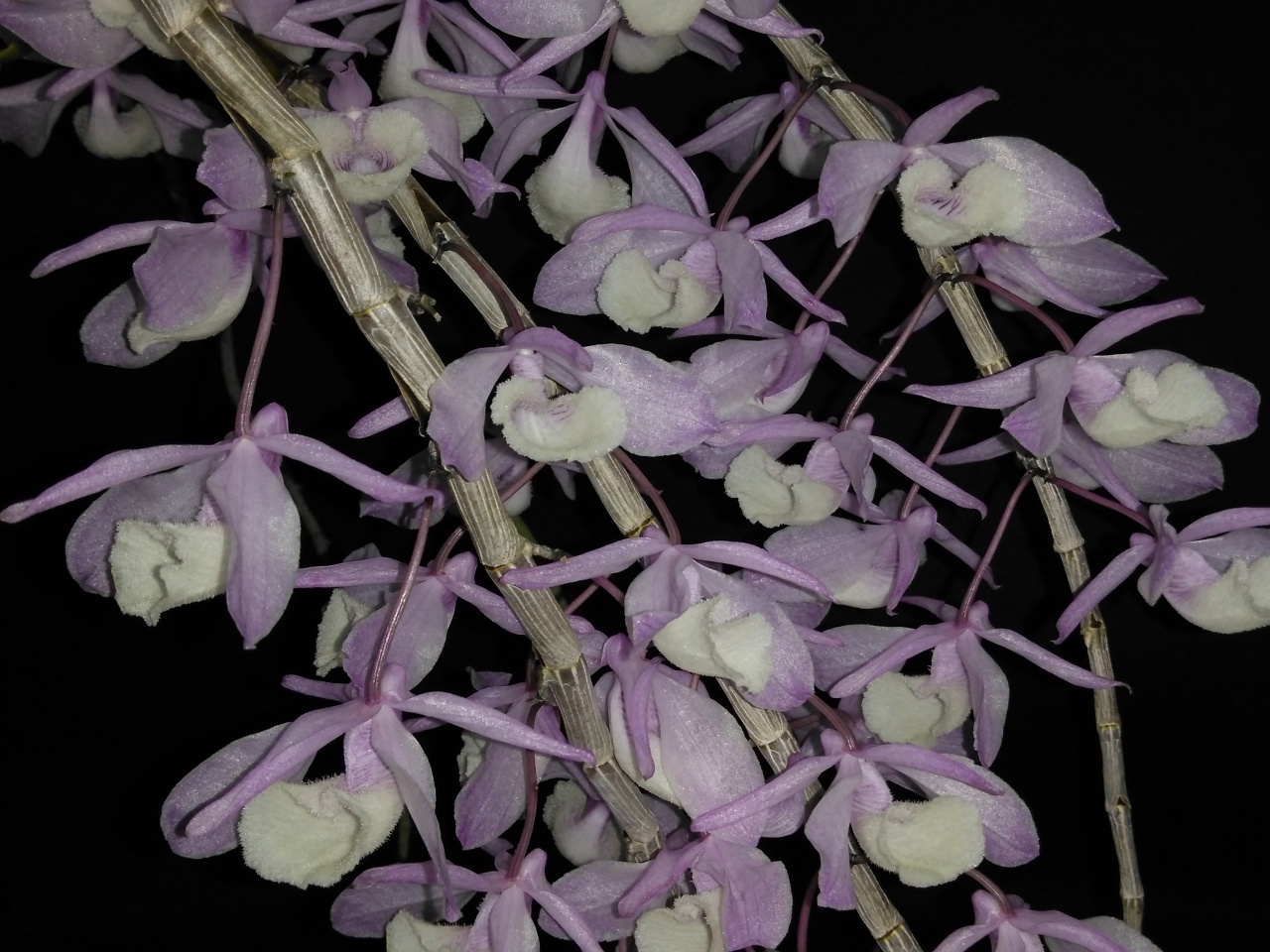 Dendrobium primulinum | Orquídeas Encanto e paixão