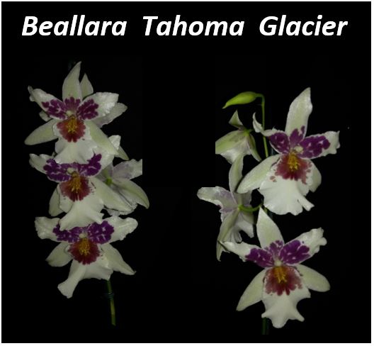 Miltonia clowesii - Beallara Tahoma Glacier JPG