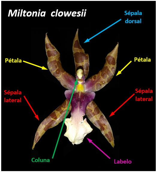 Miltonia clowesii - flor JPG