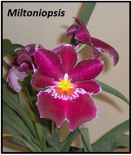 Miltonia clowesii - miltoniopsis MINHA JPG
